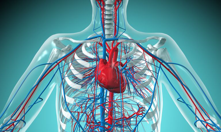 An Overview of the Cardiovascular System Components